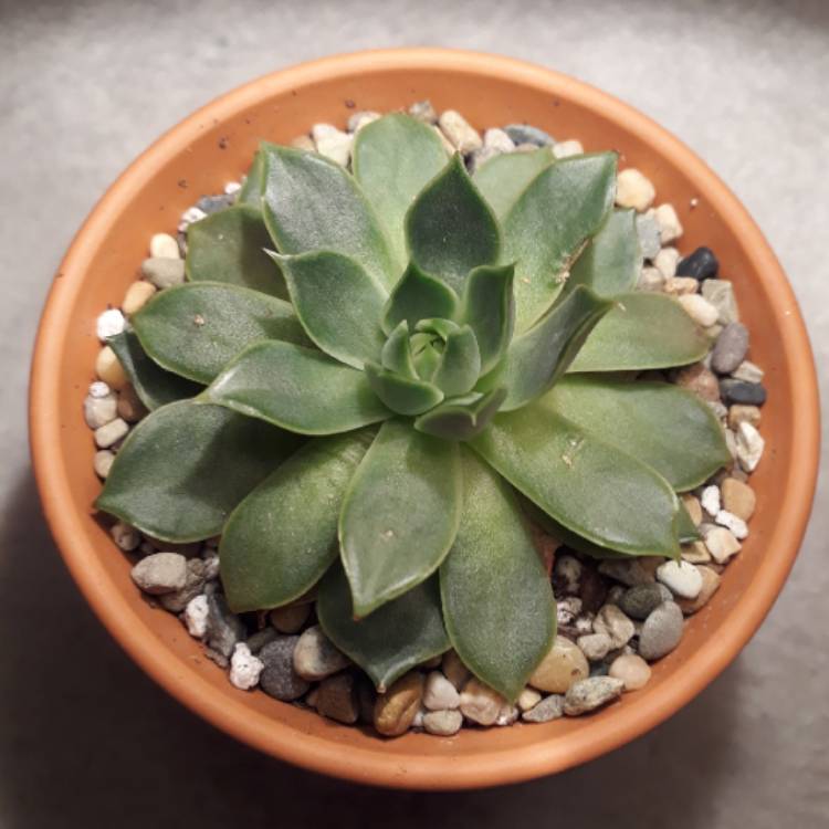 plant image 839401