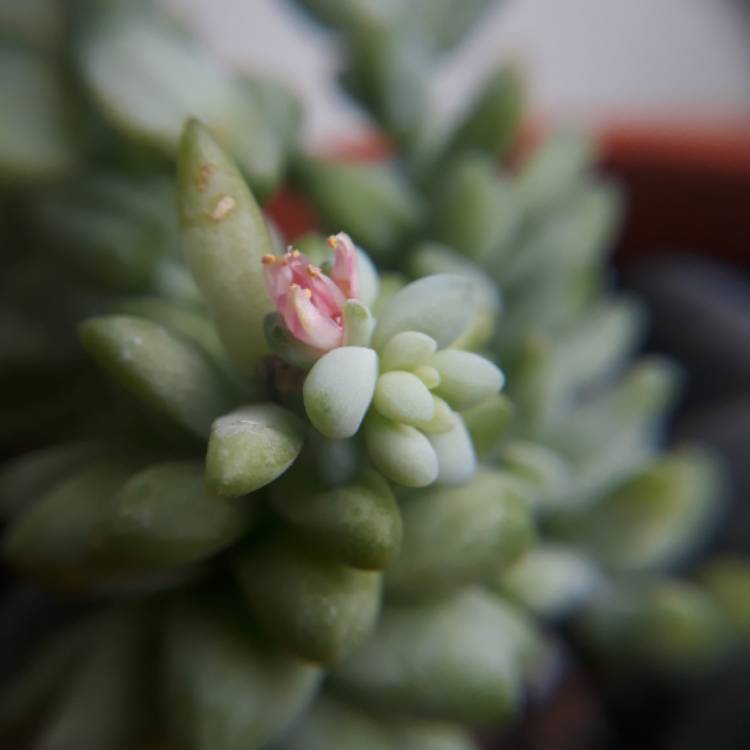 plant image 842473 plant image 842473