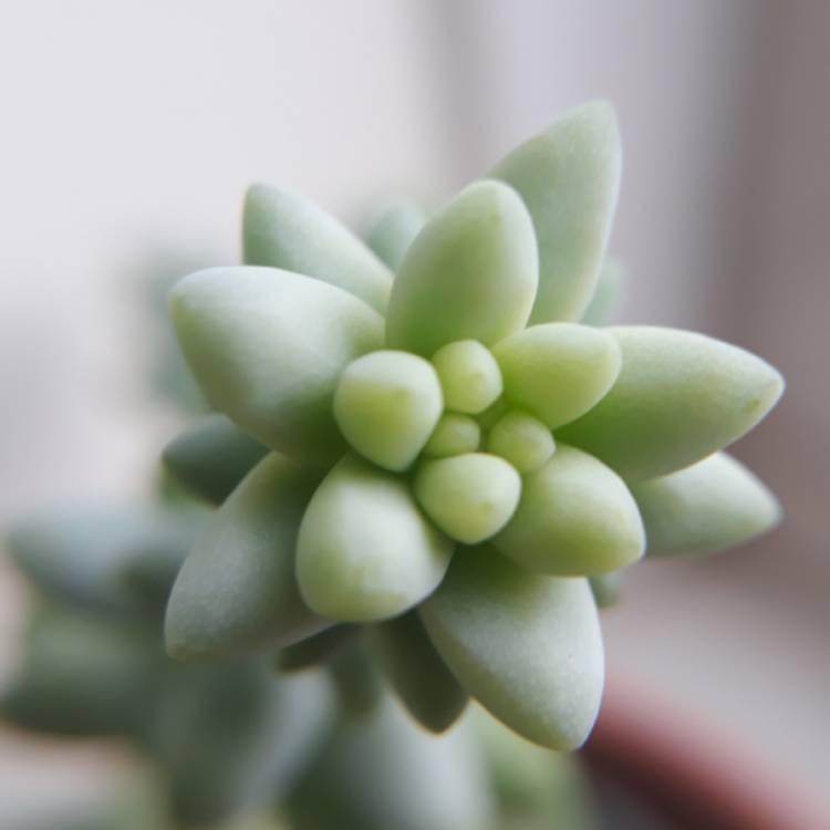 plant image 842478 plant image 842478
