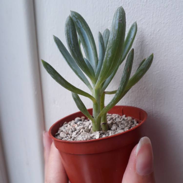 plant image 842521 plant image 842521