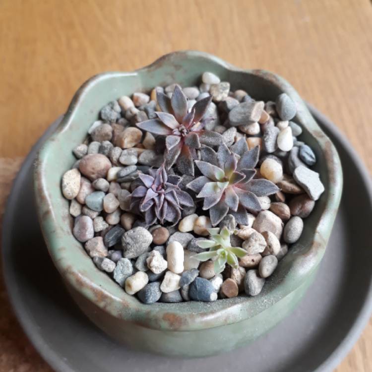 plant image 842524 plant image 842524