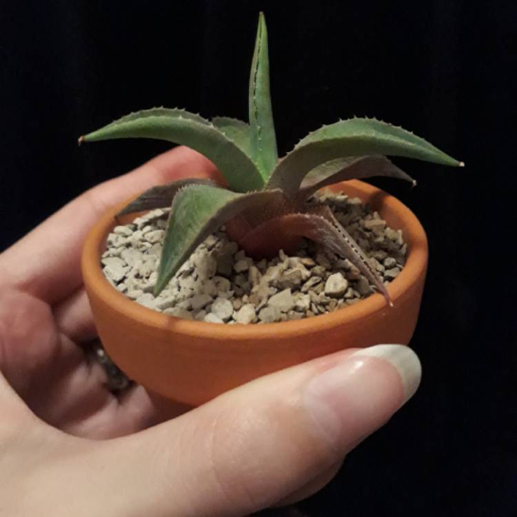 plant image 847252 plant image 847252