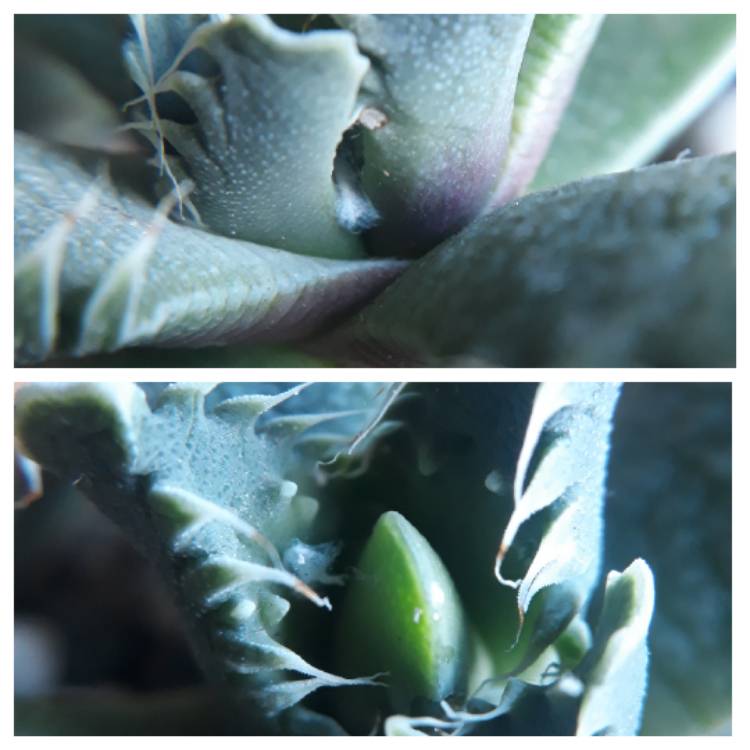plant image 847312 plant image 847312