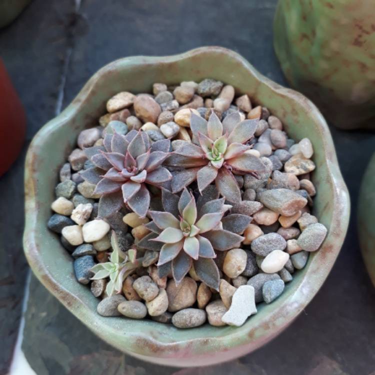 plant image 848736 plant image 848736
