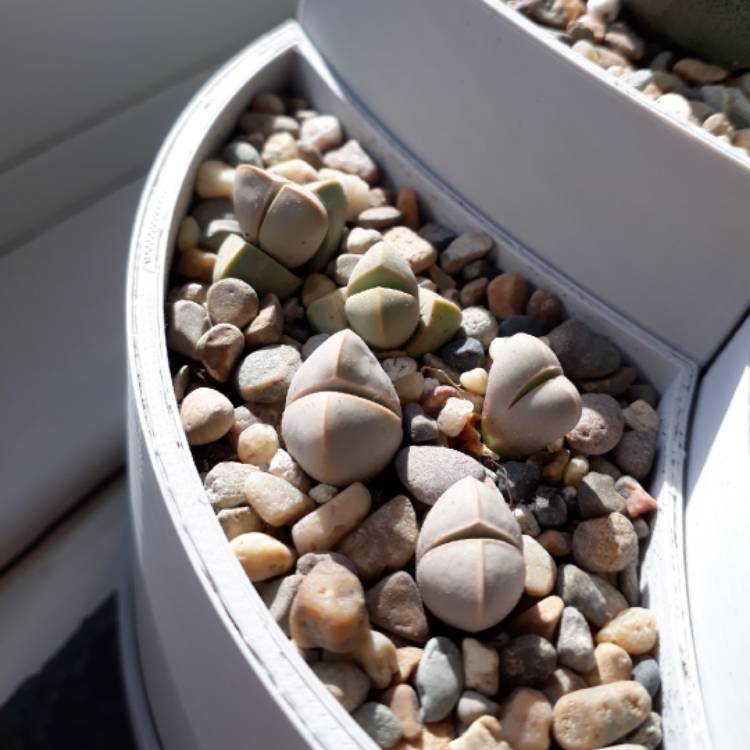 plant image 848747