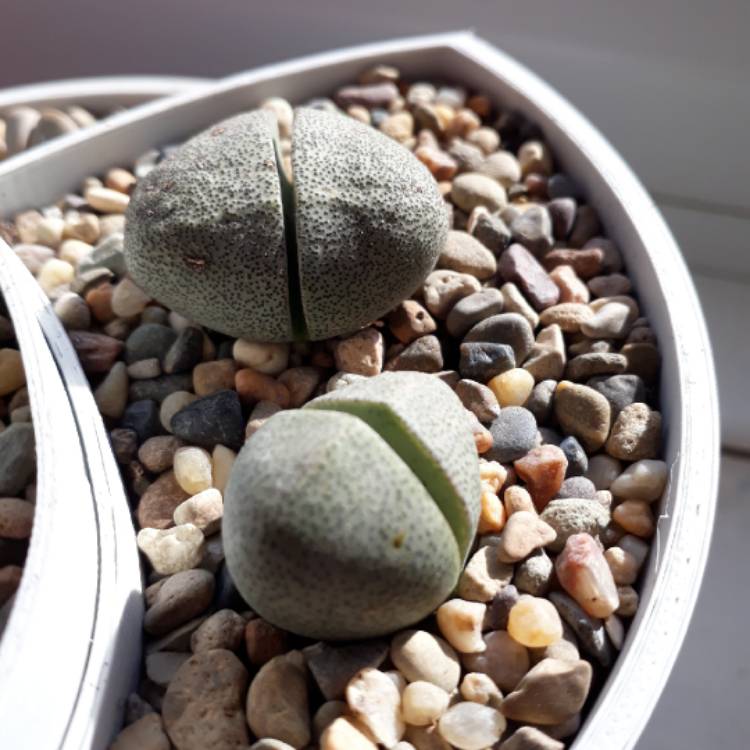 plant image 848749 plant image 848749