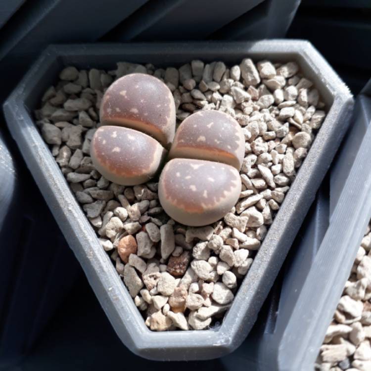 plant image 849566 plant image 849566