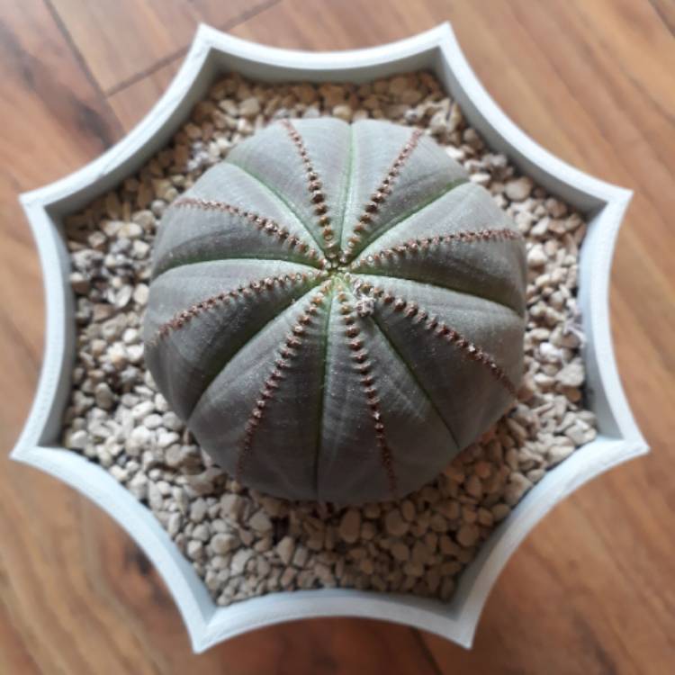 plant image 854091 plant image 854091