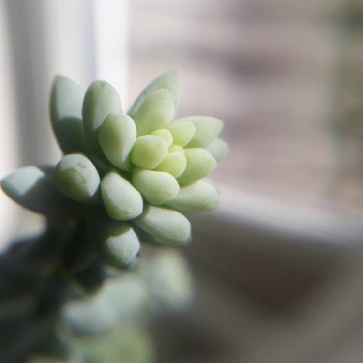 plant image 859252 plant image 859252