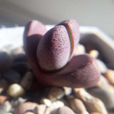 Pleiospilos nelii 'Royal Flush'