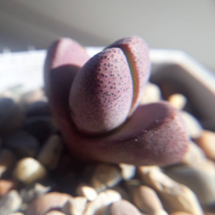 plant image 859263 plant image 859263