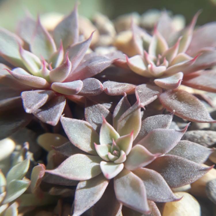 plant image 859354 plant image 859354