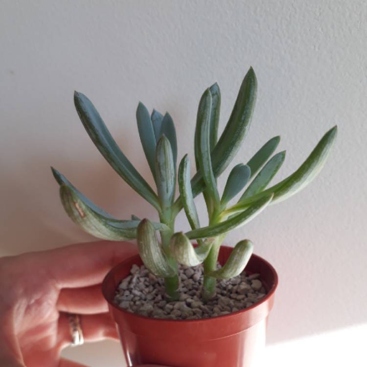 plant image 860104 plant image 860104