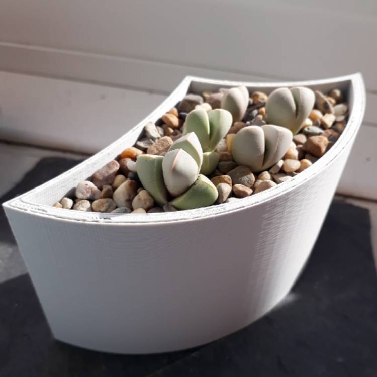 plant image 866082