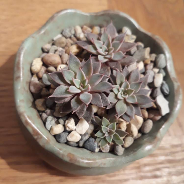 plant image 869287 plant image 869287