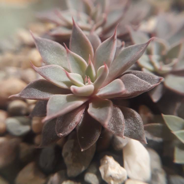 plant image 869288 plant image 869288
