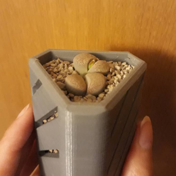 Plant image Lithops Terricolour 'Violetta'