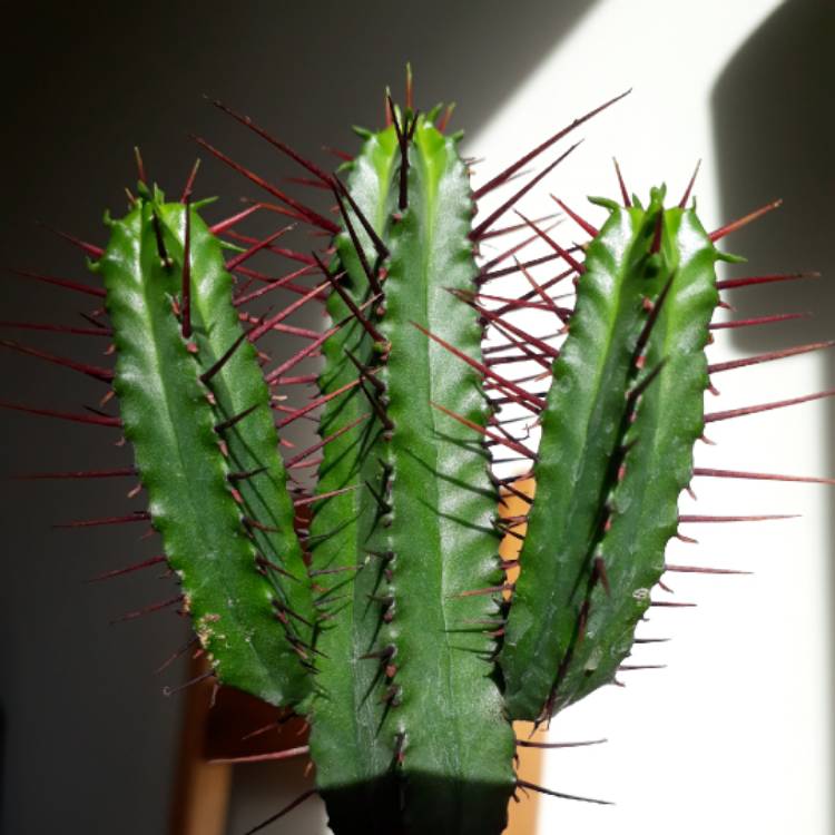 plant image 871431