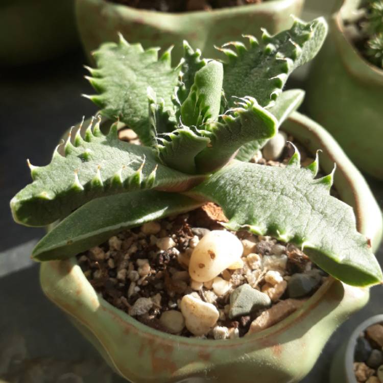 plant image 871433 plant image 871433