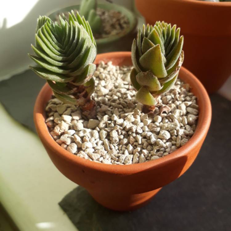 plant image 871437