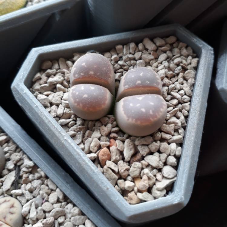 plant image 871672 plant image 871672