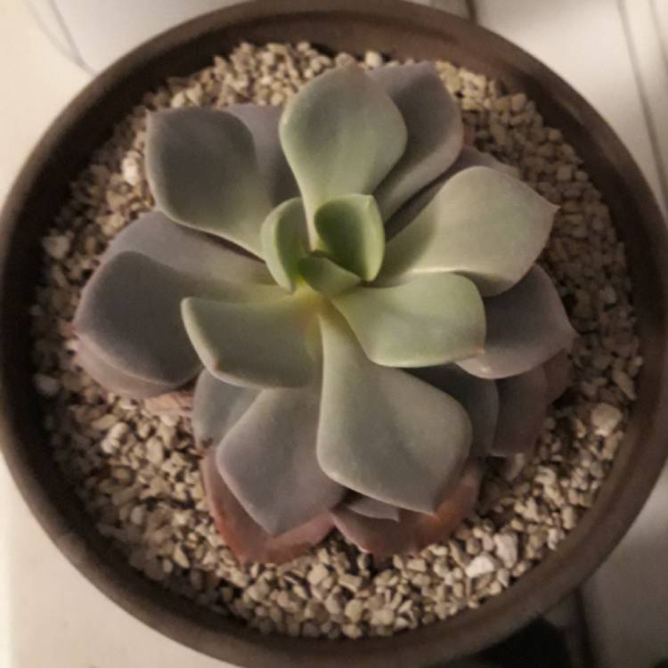 plant image 915696