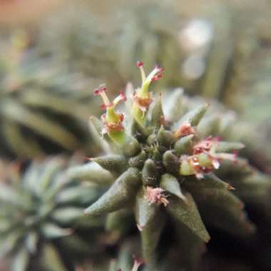 Euphorbia susannae