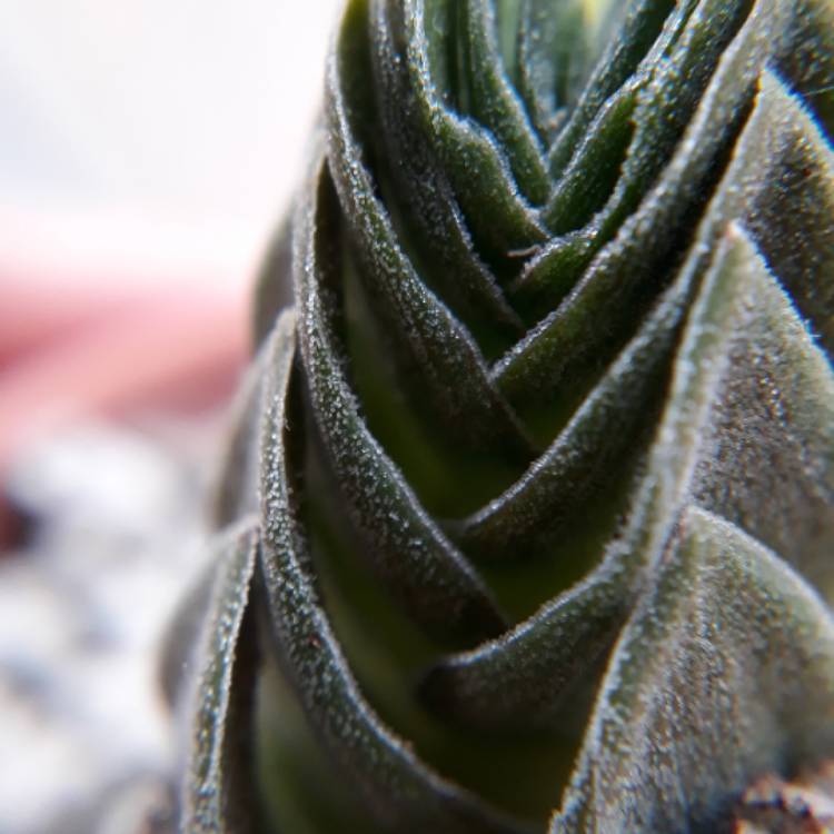 plant image 921178