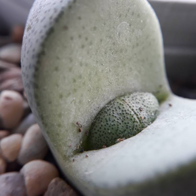 plant image 921185 plant image 921185