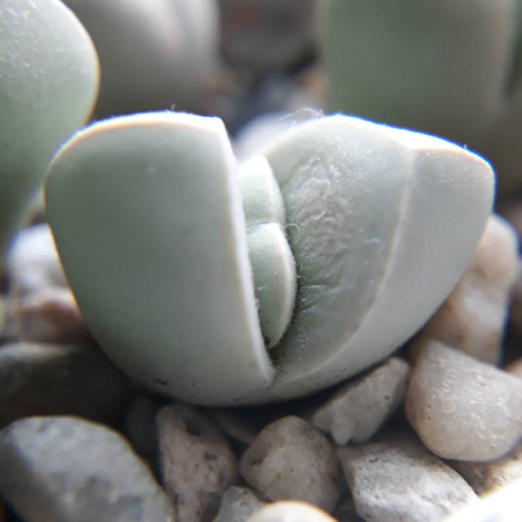plant image 921195