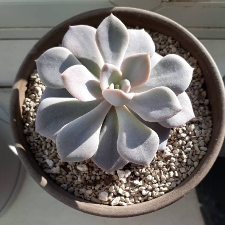 plant image 932538