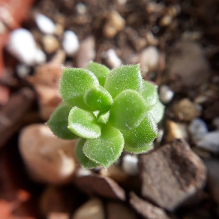 Plant image xSedeveria Letizia