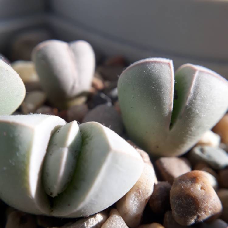plant image 936739