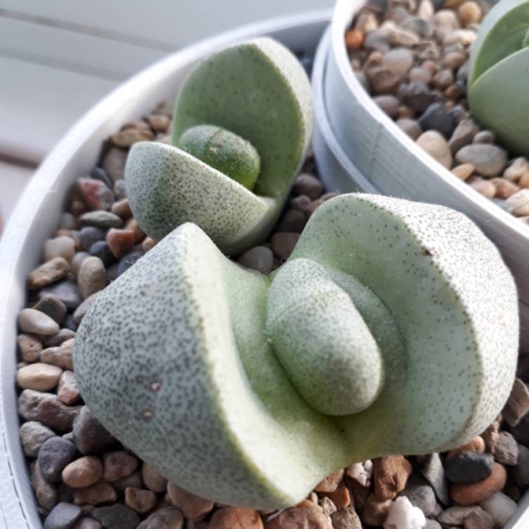 plant image 936742 plant image 936742