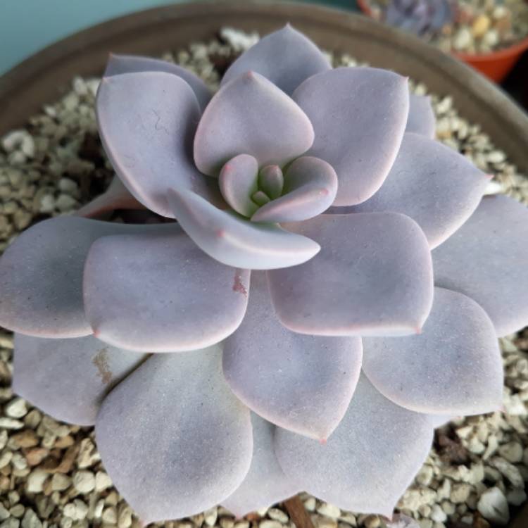 plant image 979625