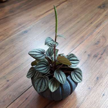 Peperomia 'Piccolo Banda'