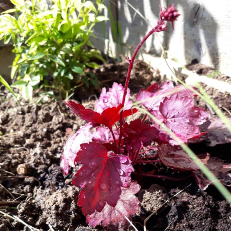 plant image 1002657