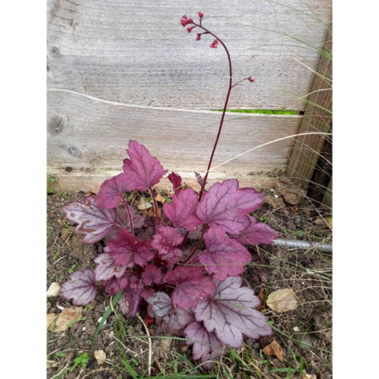 plant image 1046636