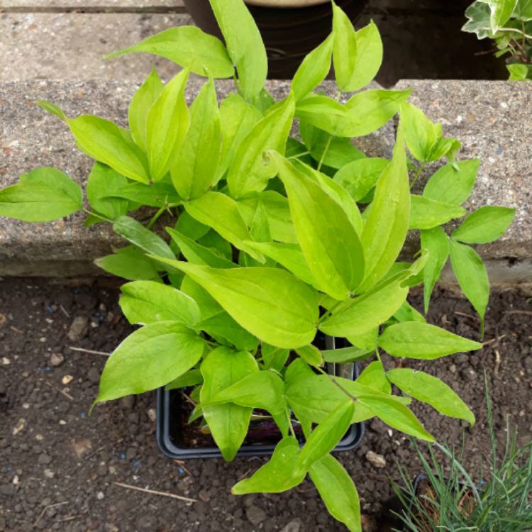 plant image 1046646