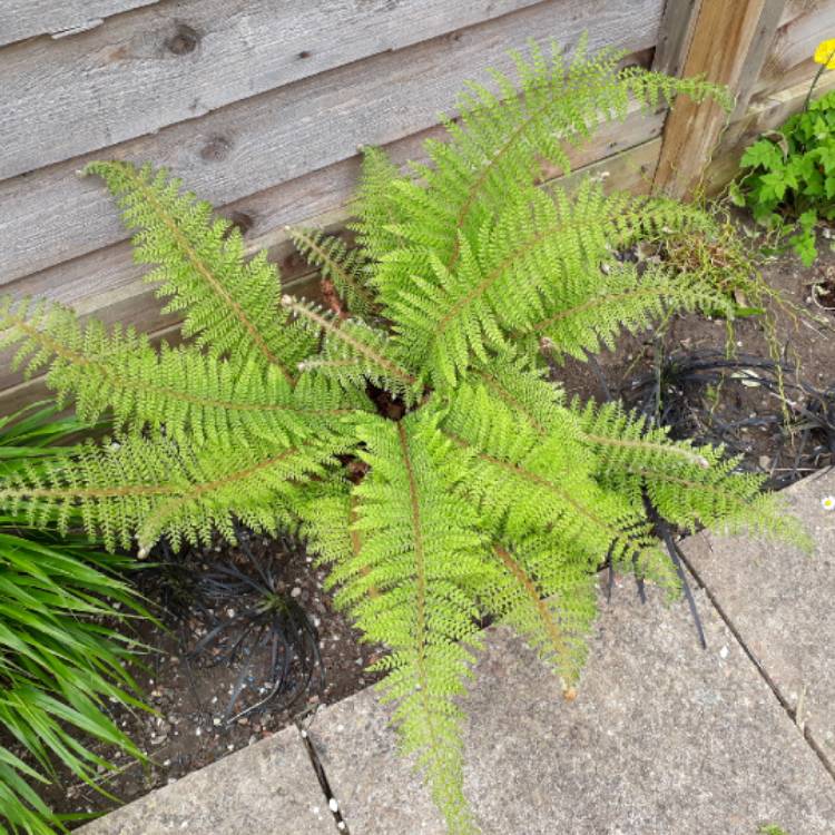Plant image Polystichum