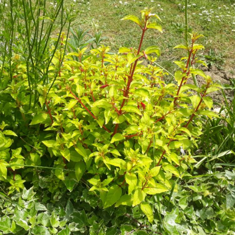 plant image 1064901 plant image 1064901