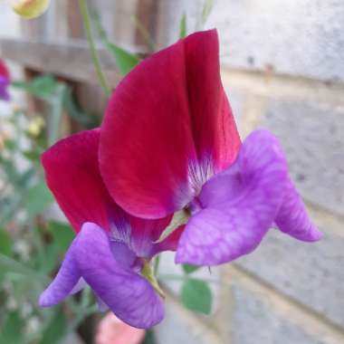 Sweet Pea