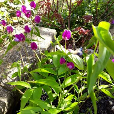 Spring Pea