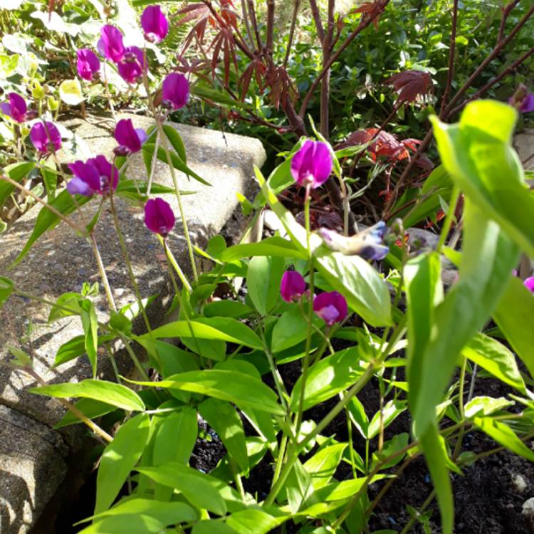 Plant image Lathyrus Vernus