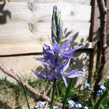 Camassia 'Caerulea Group'