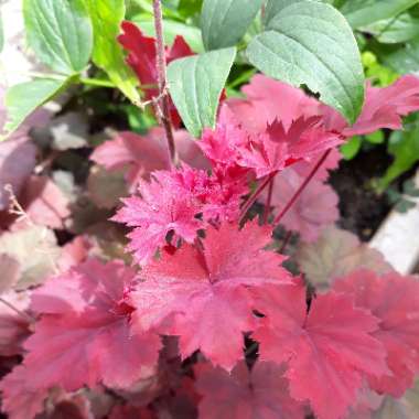 Alumroot