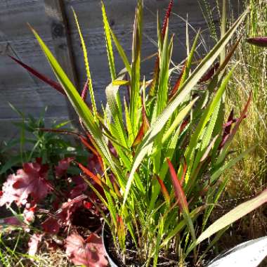 Imperata cylindrica 'Red Baron'