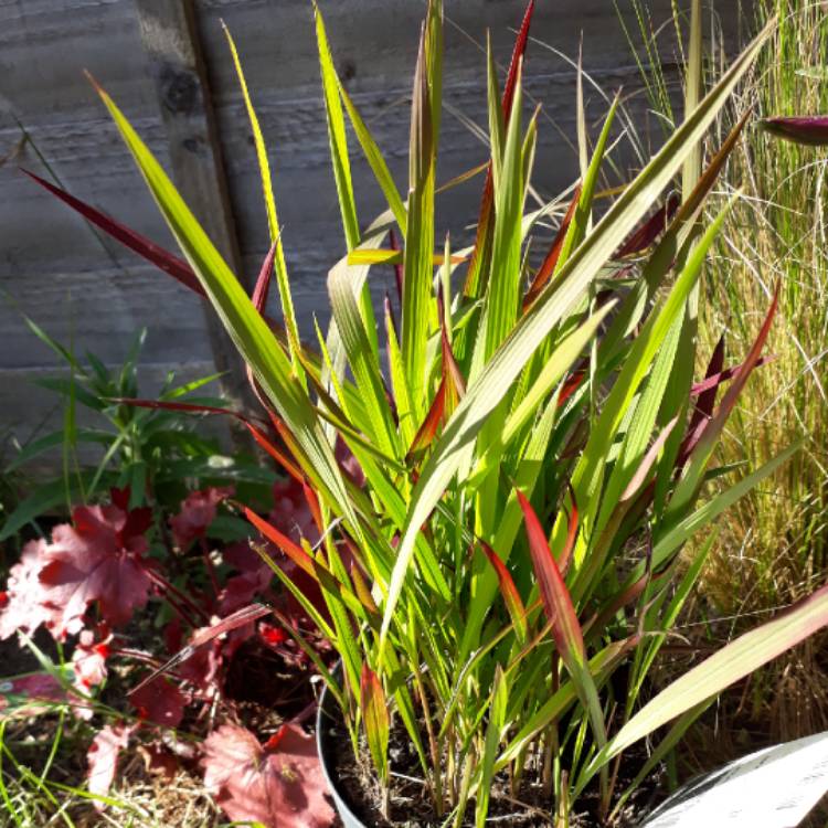 Plant image Imperata cylindrica 'Red Baron'