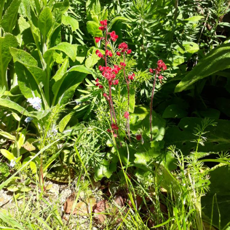 plant image 713821 plant image 713821