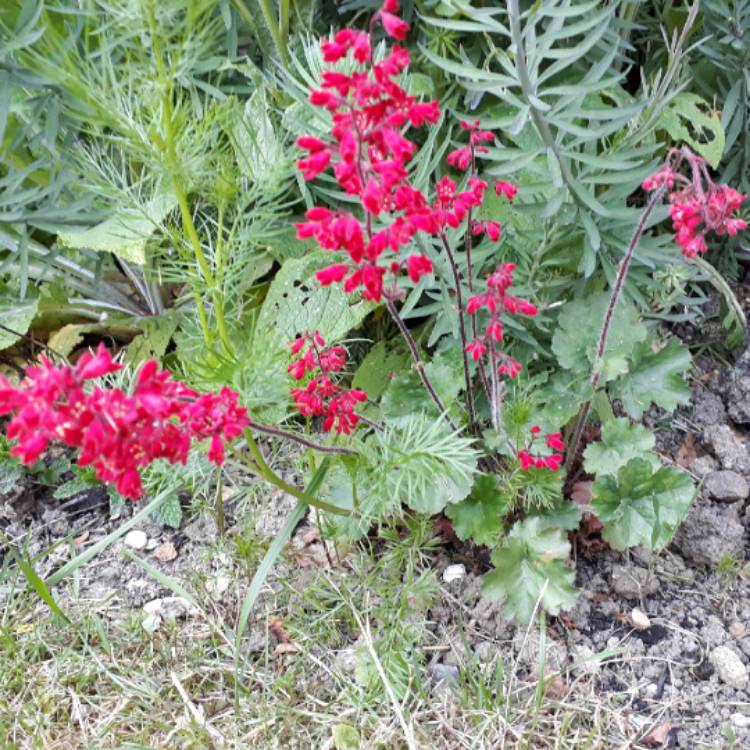 Plant image Heuchera 'Coral Forest'